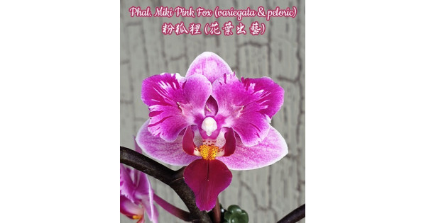 Орхiдея Phal. Miki Pink Fox метелик - купити, доставка Україна